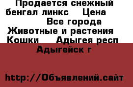 Продается снежный бенгал(линкс) › Цена ­ 25 000 - Все города Животные и растения » Кошки   . Адыгея респ.,Адыгейск г.